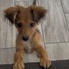 Choco’s Life