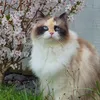 chloef0595