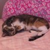 pennyisthebestkitty