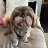 dogbeachlife