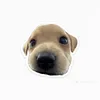 hiloo_26