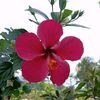 bangladesh93077