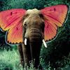 elephantapple