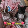 pinkpig684