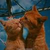 maroushka_maroua