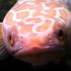 xanthic