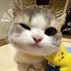 triiayyuu_
