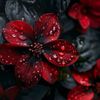 shayanking781