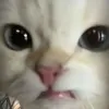 ainominako.o