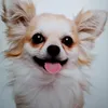 user5103518000335