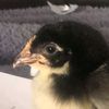 _chiken_1800