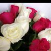 saule8417