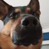 .dexteeer