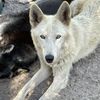 wolfmom627
