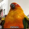 savagebirb0