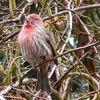 garden_birdharp7