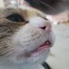 catmomconfessions