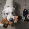 golden_boys_dogs