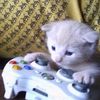 xbox_cat