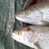 fishpressink