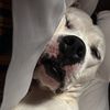 thordogo0