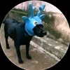 nhincaidaubuoi_241