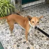 pavitharodrigo