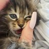 kittendollly