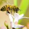 honeydripperbee