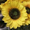 sunflower_dm