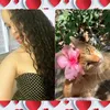 pompompurim.kitty