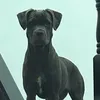 1eiuol.louie1