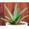 sarah.aloe.vera01