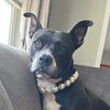 ms.mochithepitbull