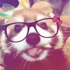 vivlxx