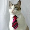 israel_blackcat