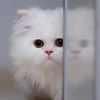 hlkkitty683