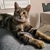 chaton67000