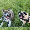 furbabies_sushiandbom