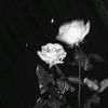 sella_lyv4