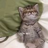 siapaaa_ha
