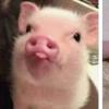 bug_the_pig_yippee