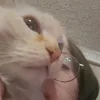 _mosyaaaaaaaa