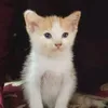 fifaelia