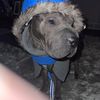zeussharpei2
