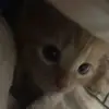 trphnkyy