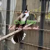 CHÀO MÀO -KNĐM