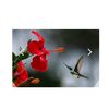 pieal.ahmed.sagor4