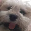 teddythecarebear
