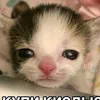 1234_kceni